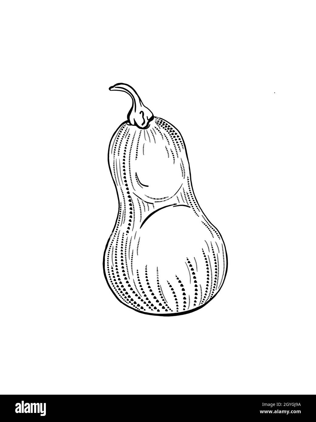 croquis détaillé de citrouille végétale avec feuille d'érable isolée en gros plan Banque D'Images
