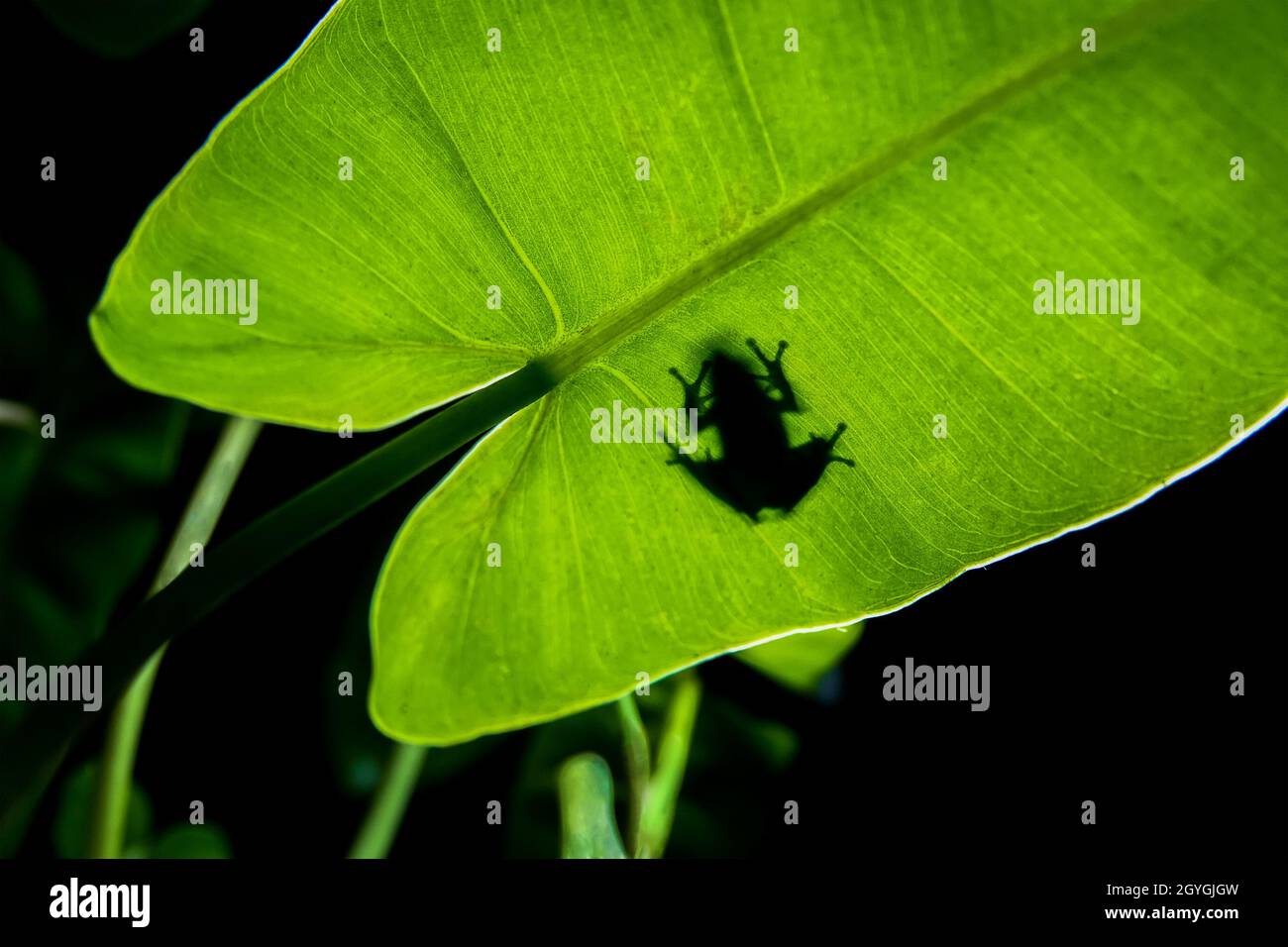 Macro-image grand angle avec diffuseur flash d'une jolie grenouille assise sur une feuille dans son habitat naturel Banque D'Images