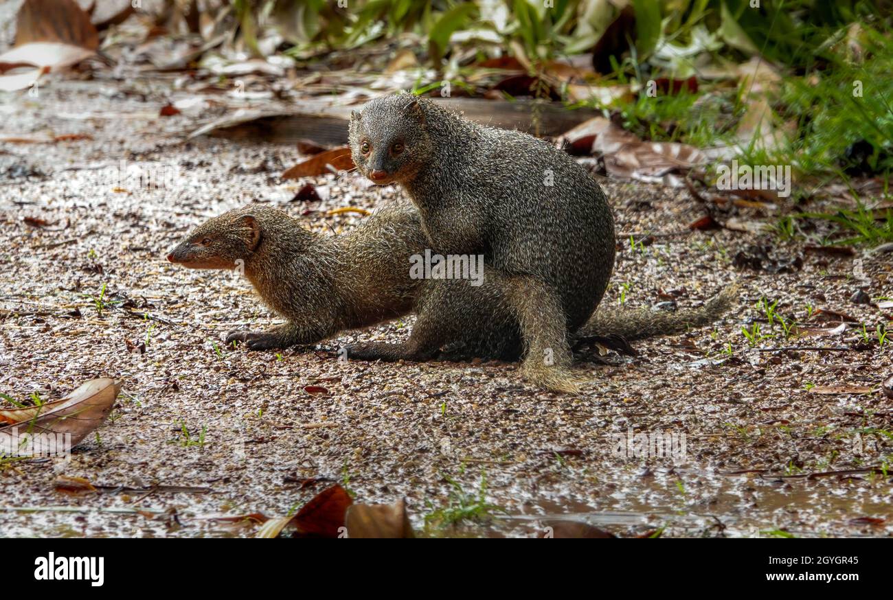 La paire de la bernache grise indienne (Urva edwardsii) qui s'accouple avec plaisir.C'est une espèce de monoie indigène du sous-continent indien et de l'Asie occidentale. Banque D'Images