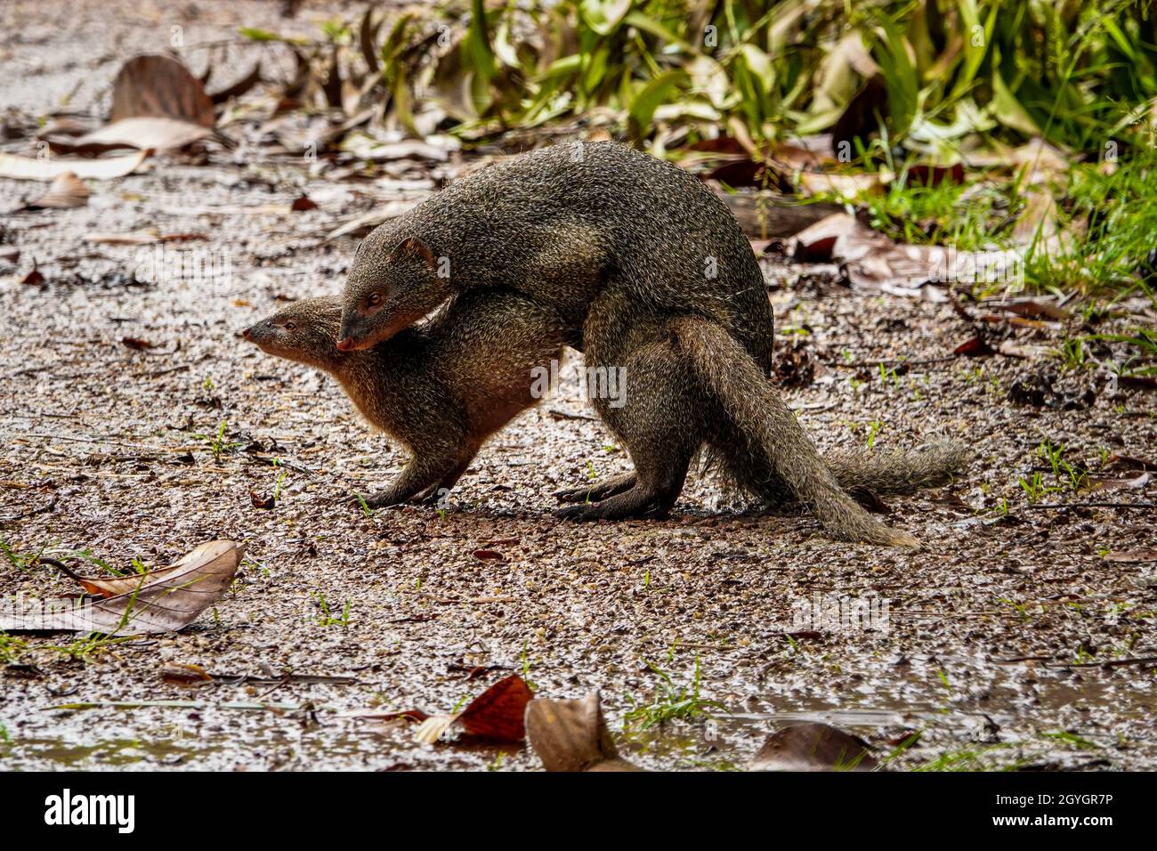 La paire de la bernache grise indienne (Urva edwardsii) qui s'accouple avec plaisir.C'est une espèce de monoie indigène du sous-continent indien et de l'Asie occidentale. Banque D'Images