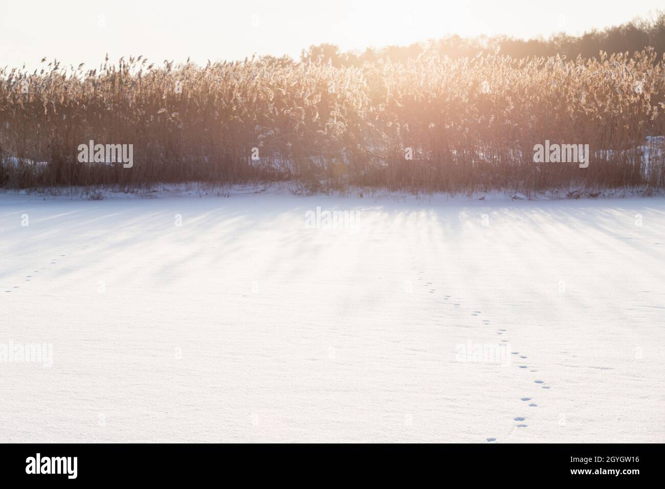 Paysage d'hiver côtier avec sentier d'animaux et roseau côtier sec dans un soleil lumineux, photo d'arrière-plan naturel avec effet d'éclat d'objectif pris à l'aco Banque D'Images