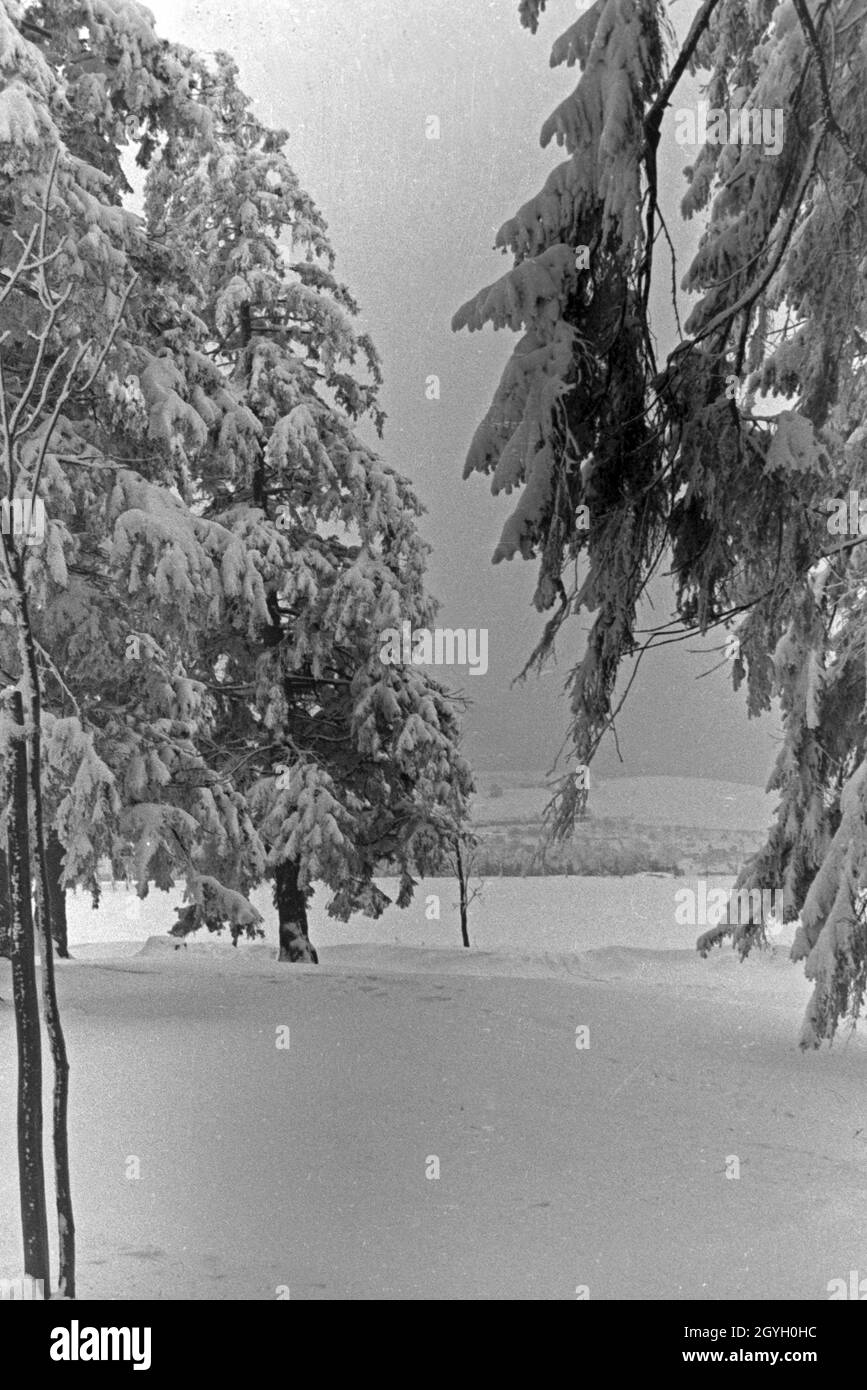 Eingeschneite Bäume in einer Winterlandschaft, Deutschland 1930 er Jahre. Par la neige des arbres dans un pays merveilleux de l'hiver, l'Allemagne des années 1930. Banque D'Images