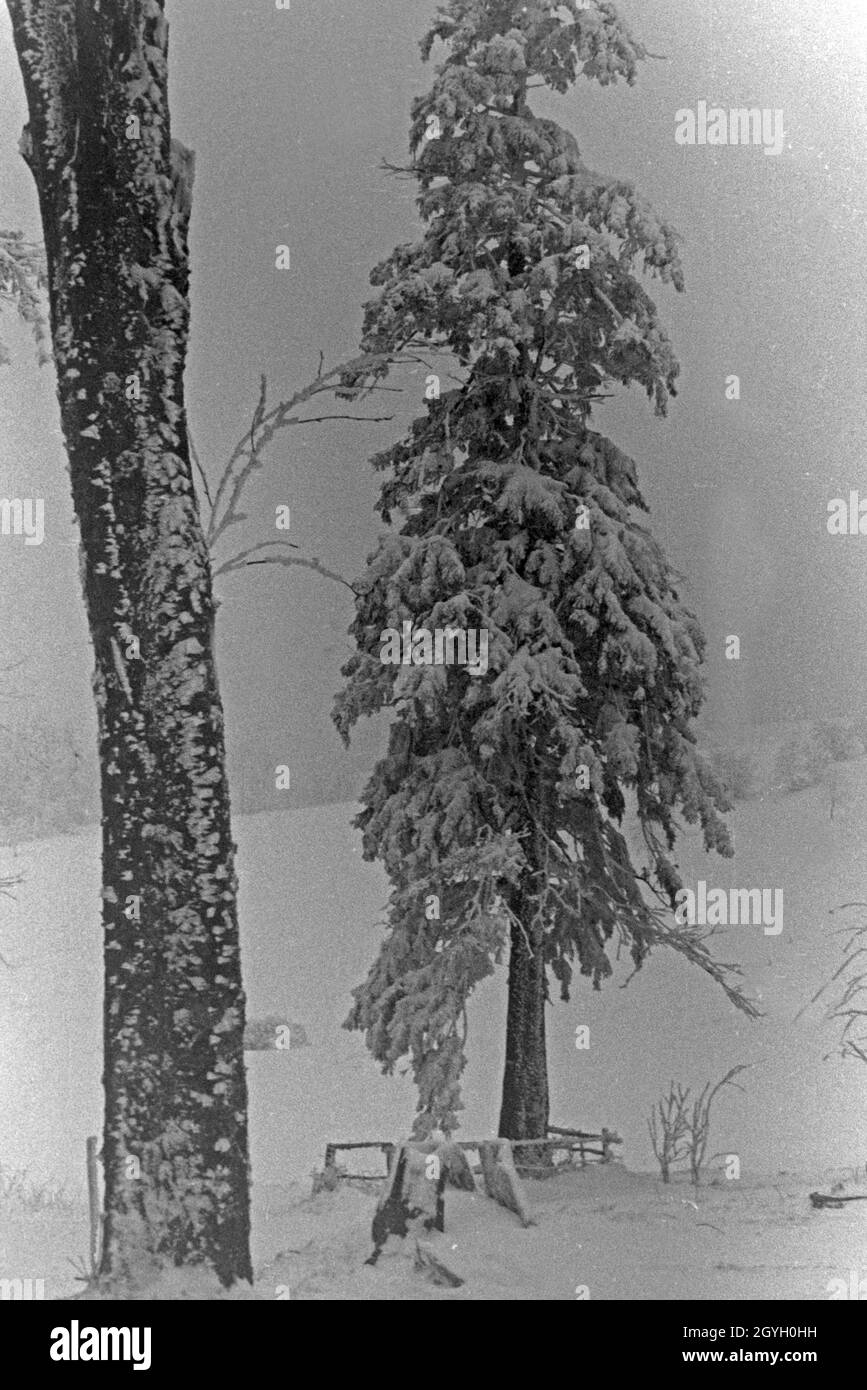Eingeschneite Bäume in einer Winterlandschaft, Deutschland 1930 er Jahre. Par la neige des arbres dans un pays merveilleux de l'hiver, l'Allemagne des années 1930. Banque D'Images