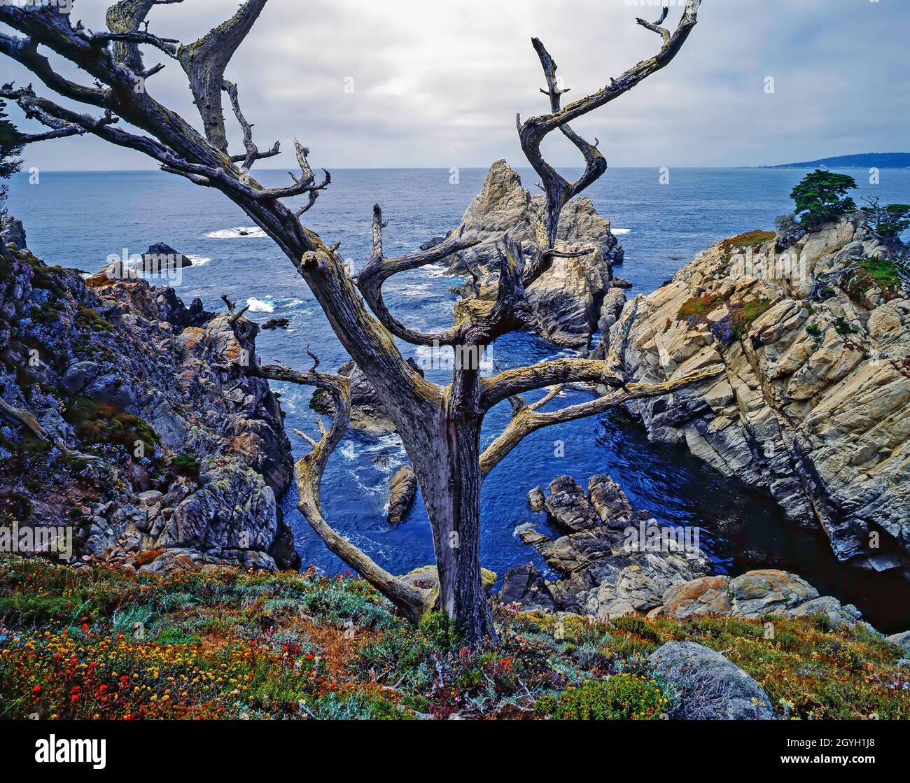 Point Lobos sur la côte Pacifique, Californie Banque D'Images