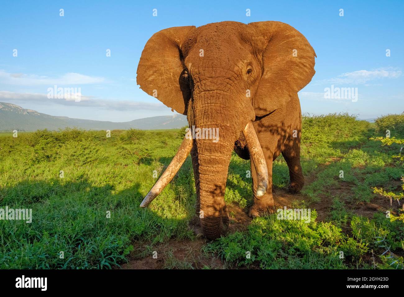 Le taureau d'éléphant d'Afrique (Loxodonta africana) affiche son visage avec ses longues défenses. Zimanga Game Reserve, Afrique du Sud Banque D'Images