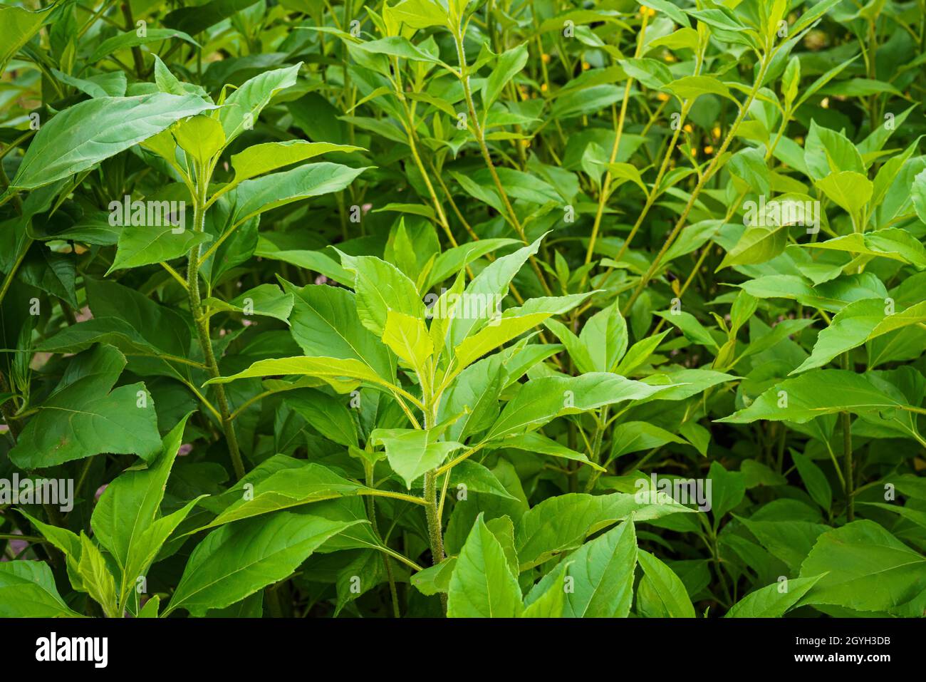 Topinambur (Helianthus tuberosus) dans un jardin d'herbes.Artichaut de Jérusalem. Banque D'Images