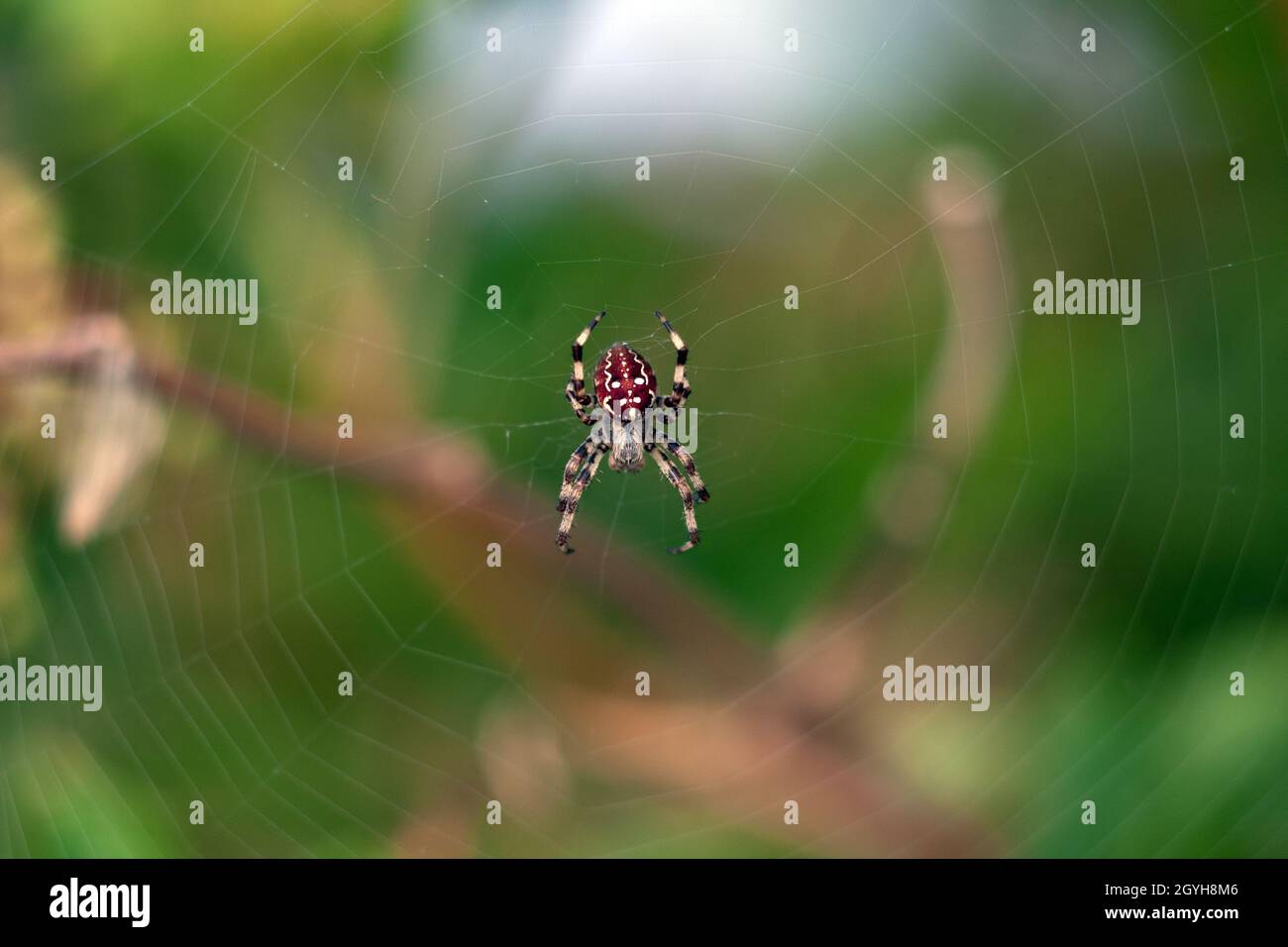 Orbe à quatre points (Araneus quadratus) Banque D'Images