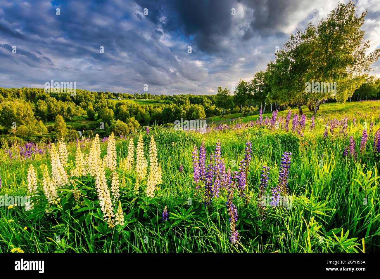 Une colline couverte de lupins en été avec un ciel nuageux. Paysage. Banque D'Images