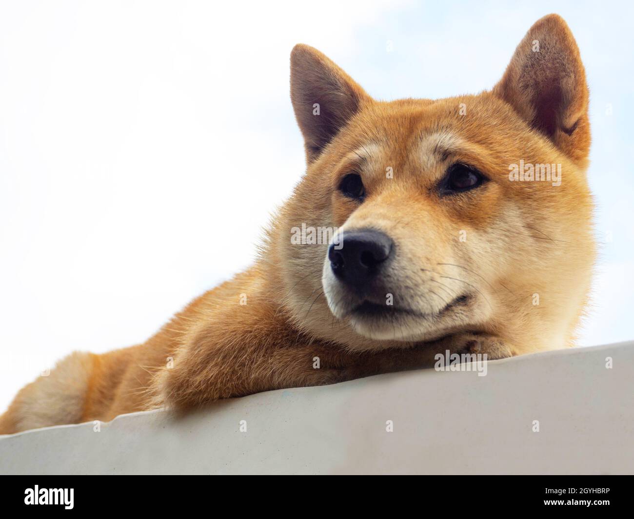 Le chiot Shiba Inu ressemble à un petit renard Banque D'Images