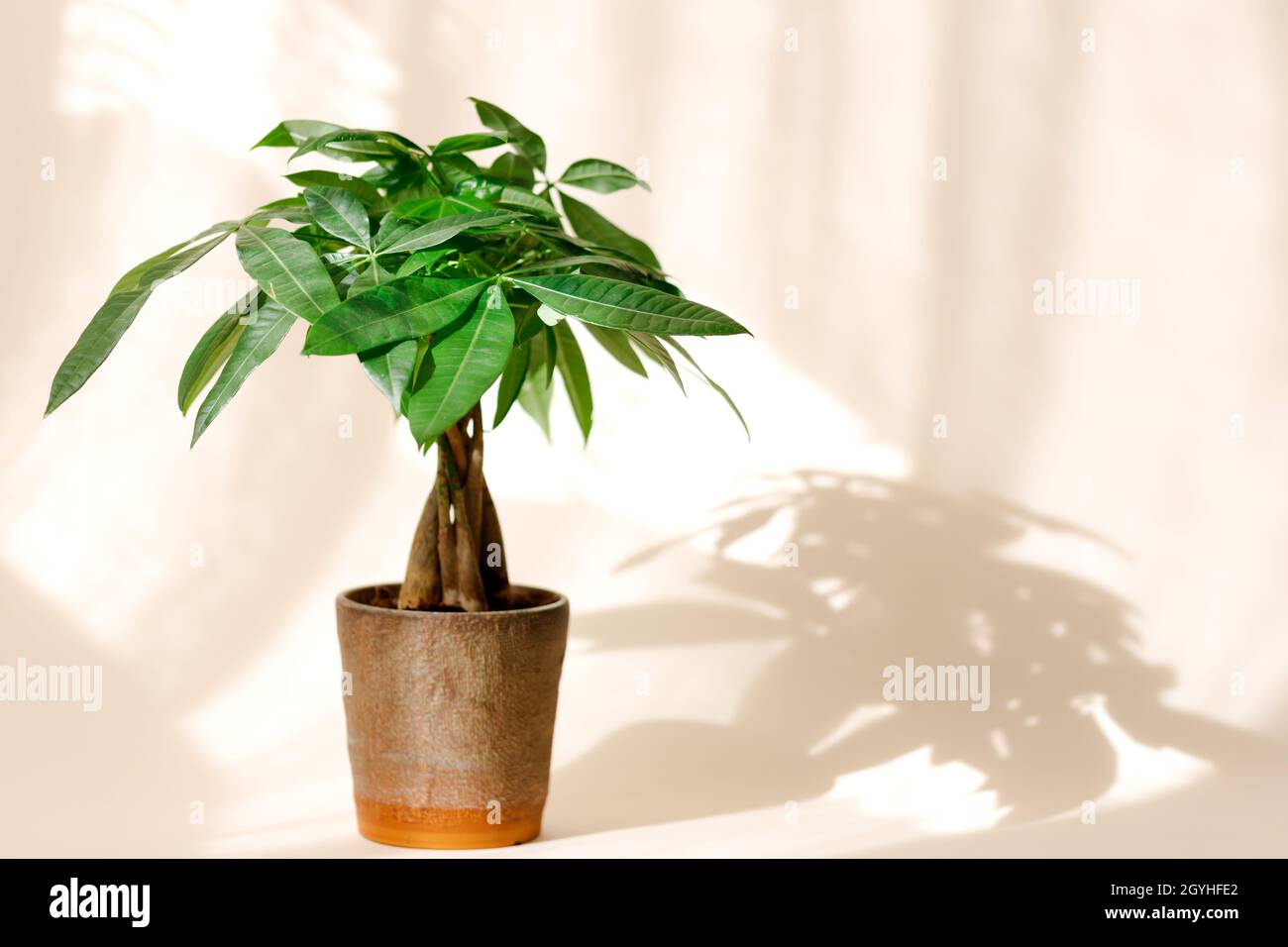 Une plante de 'Money Tree' (Pachira Aquatica).Feuilles de pachira aquatica vertes sur fond beige. Banque D'Images