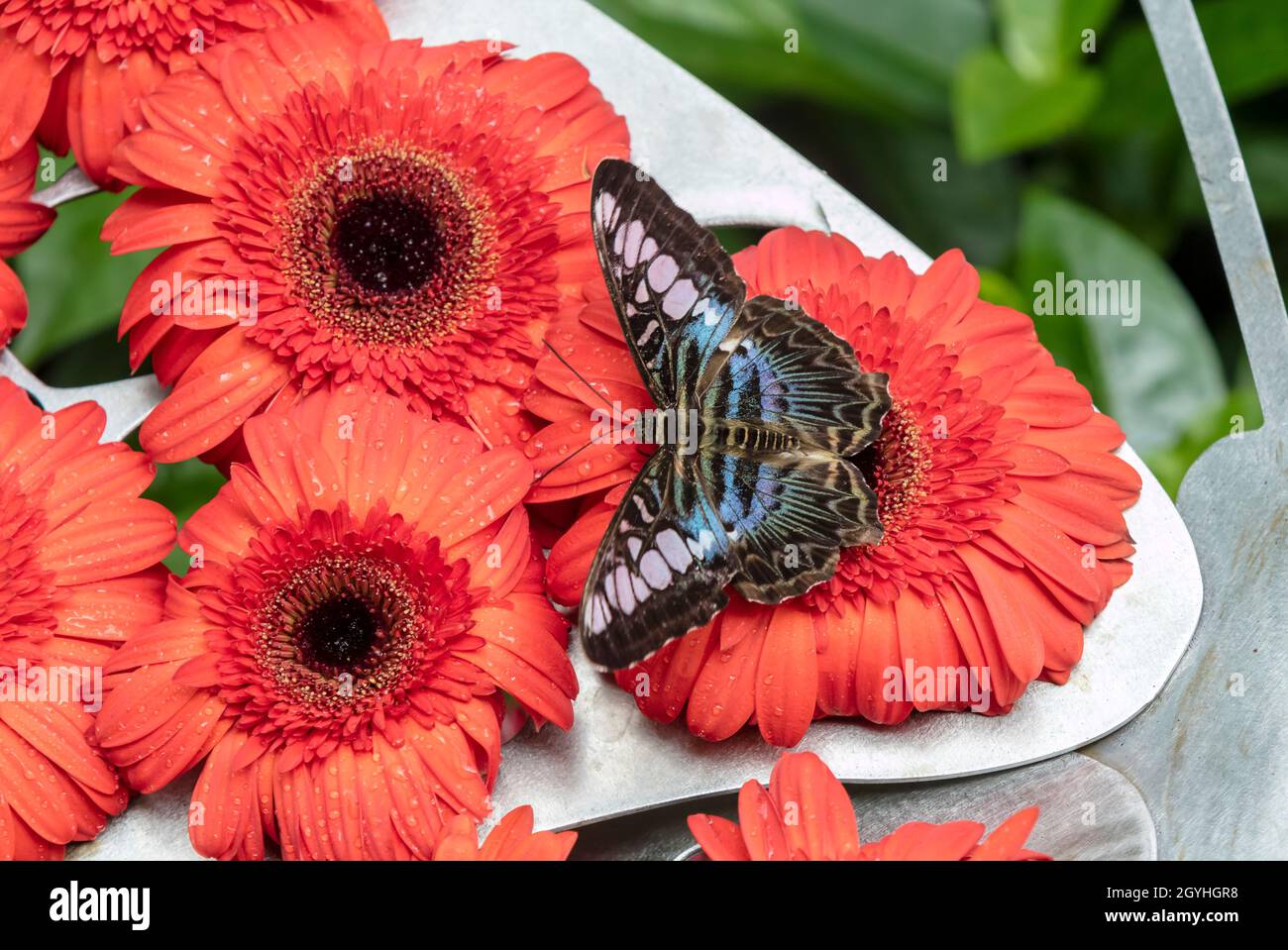 Grand papillon bleu, lilas et noir reposant sur des fleurs de gerbera rouge  vif Photo Stock - Alamy