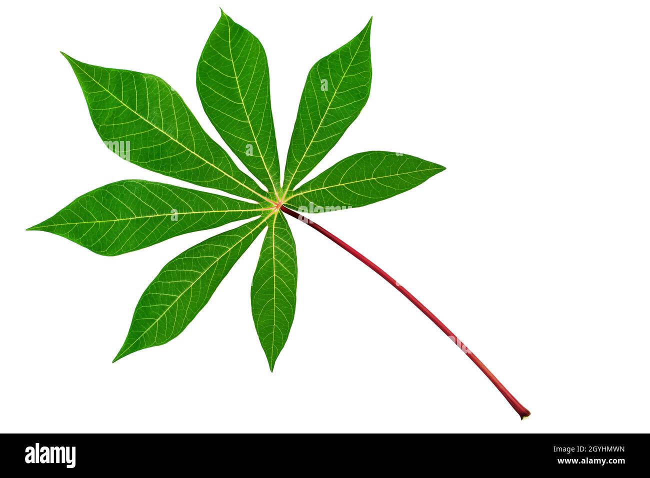 Feuilles de manioc fond blanc isolé, feuille d'arbre de manioc vert frais sur tige rouge, branche de plante de manioc, motif de feuillage floral tropical Banque D'Images