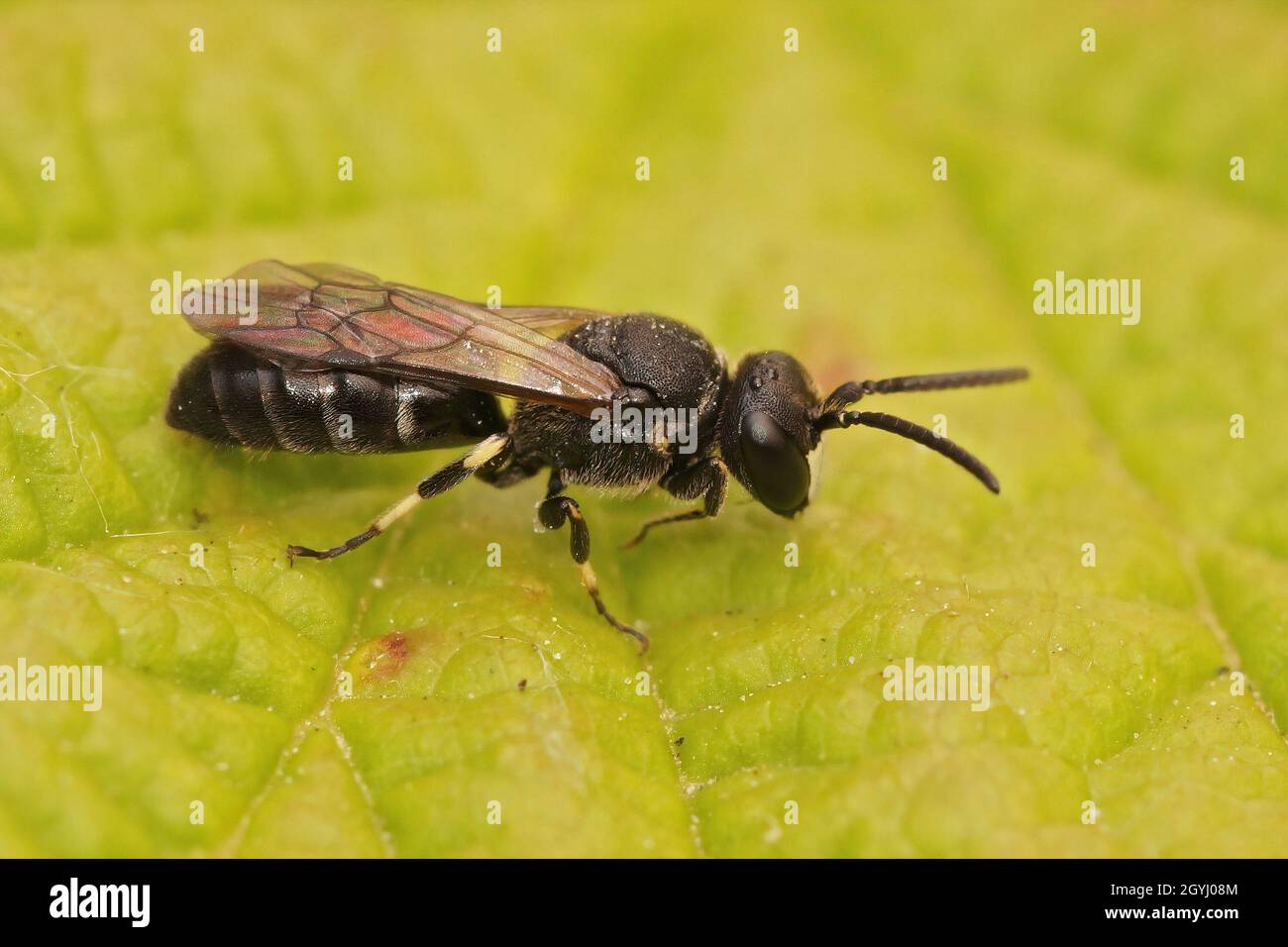 Gros plan sur une abeille à visage jaune à mâchoires blanches mâles, Hylaeus confusus Banque D'Images