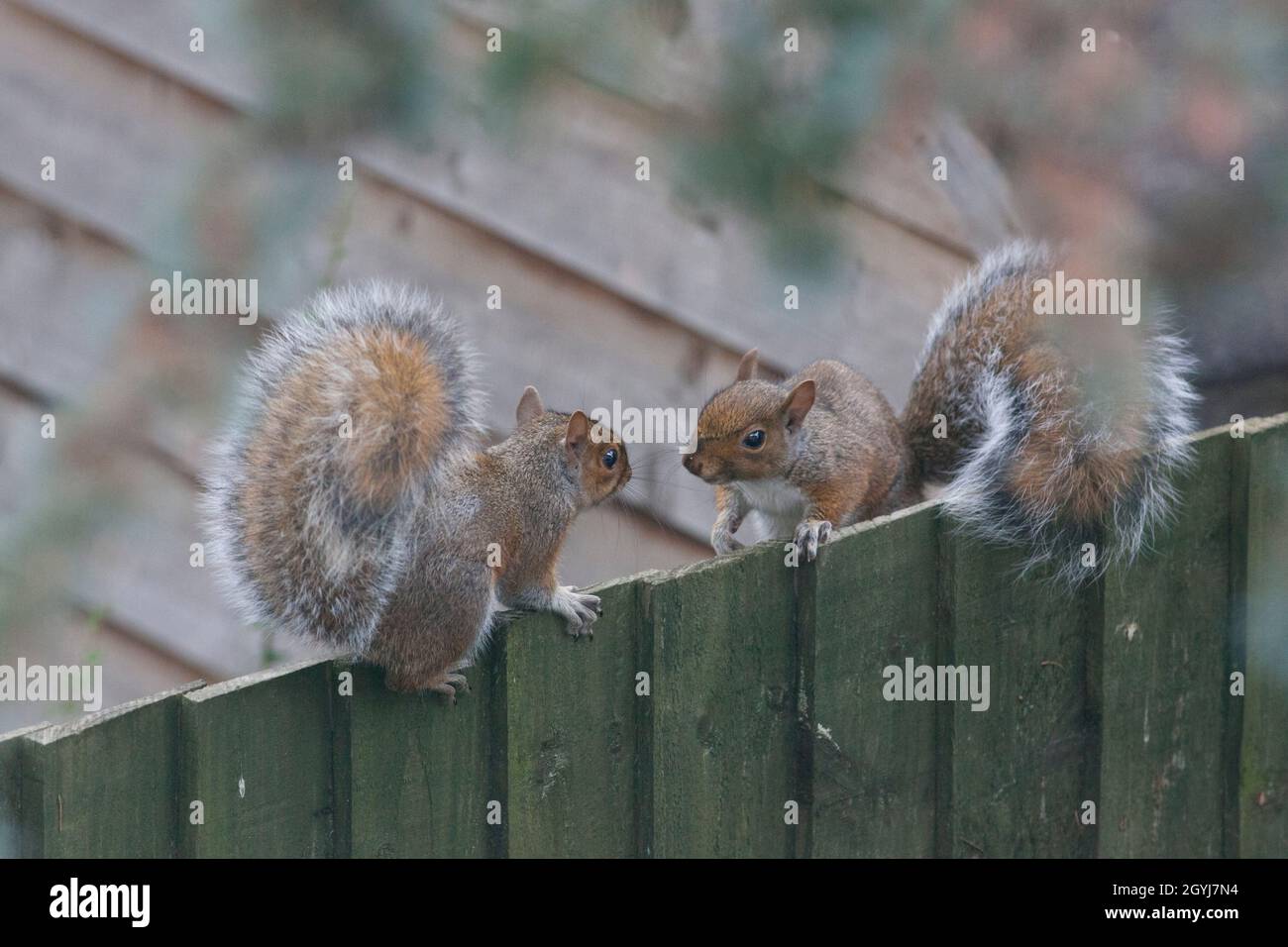Météo au Royaume-Uni, 8 octobre 2021 : alors que le temps d'automne prend un virage exceptionnellement doux, deux écureuils s'arrêtent pour discuter sur une clôture de jardin à Clapham, dans le sud de Londres.Anna Watson/Alay Live News Banque D'Images