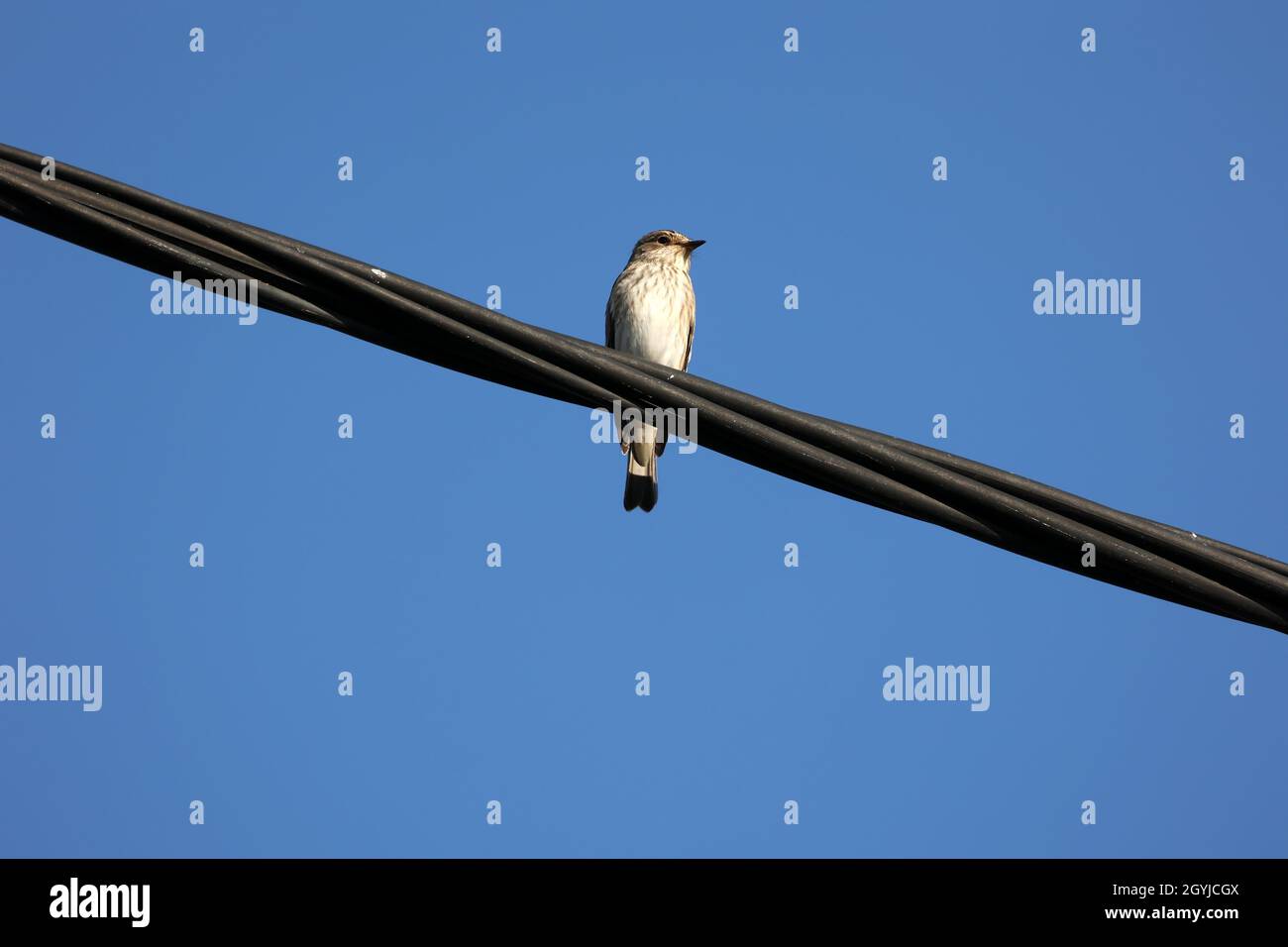Songbird se trouve sur des fils contre l'arrière-plan du ciel. Banque D'Images