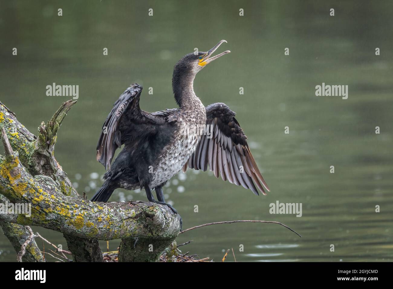 Cormorant immature assis patiemment avec des ailes à part pour sécher dans le vent Banque D'Images