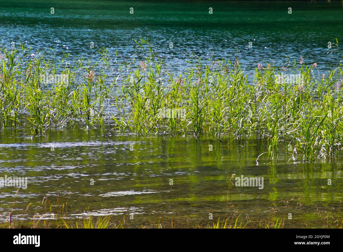 Roseau vert frais en pleine croissance au bord du lac dans les alpes bavaroises Banque D'Images