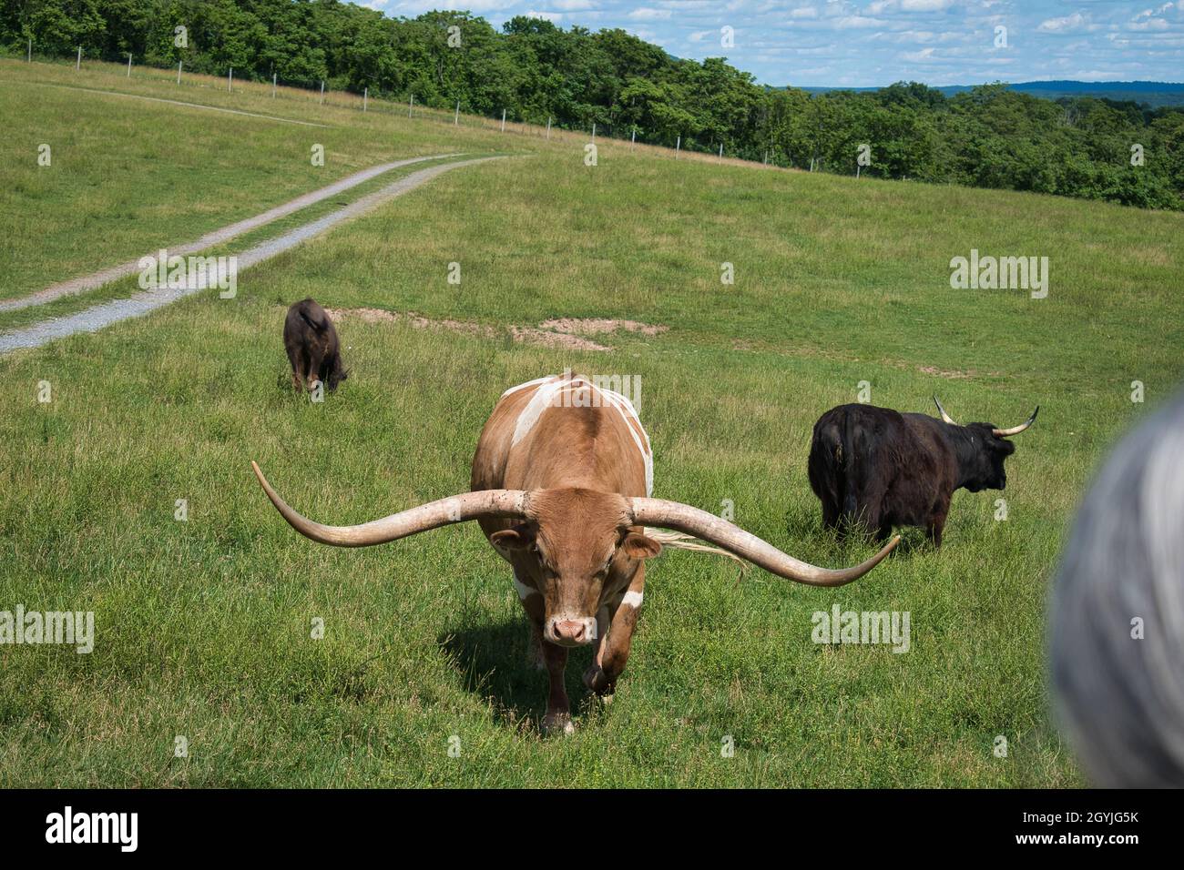 Texas long Horn Banque D'Images