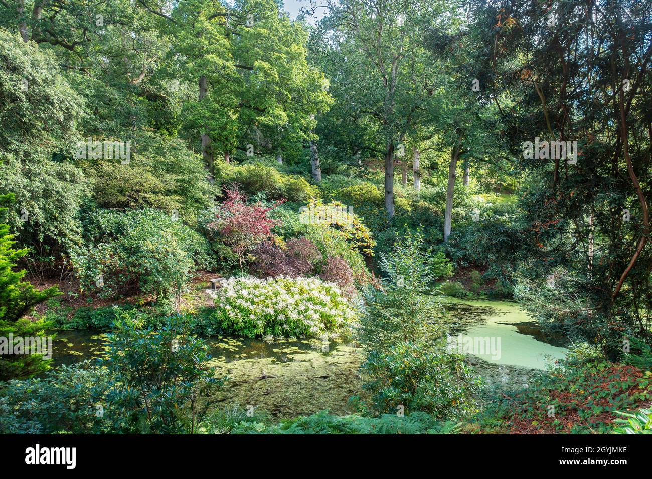 Jardins Leonardslee,Lac,arbres,Vert,automne,arbustes fleuris Banque D'Images