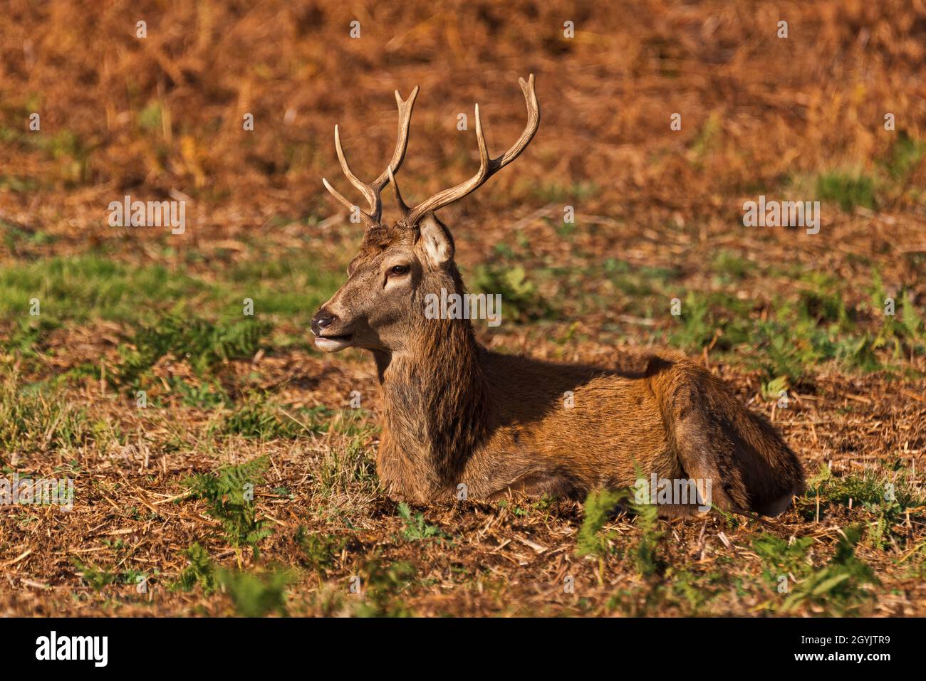 Un cerf de Virginie s'est assis sur une colline sous le soleil d'automne pendant la saison des rutting.Bradgate Deer Park, Newton Linford, Leicestershire, Angleterre, Royaume-Uni Banque D'Images