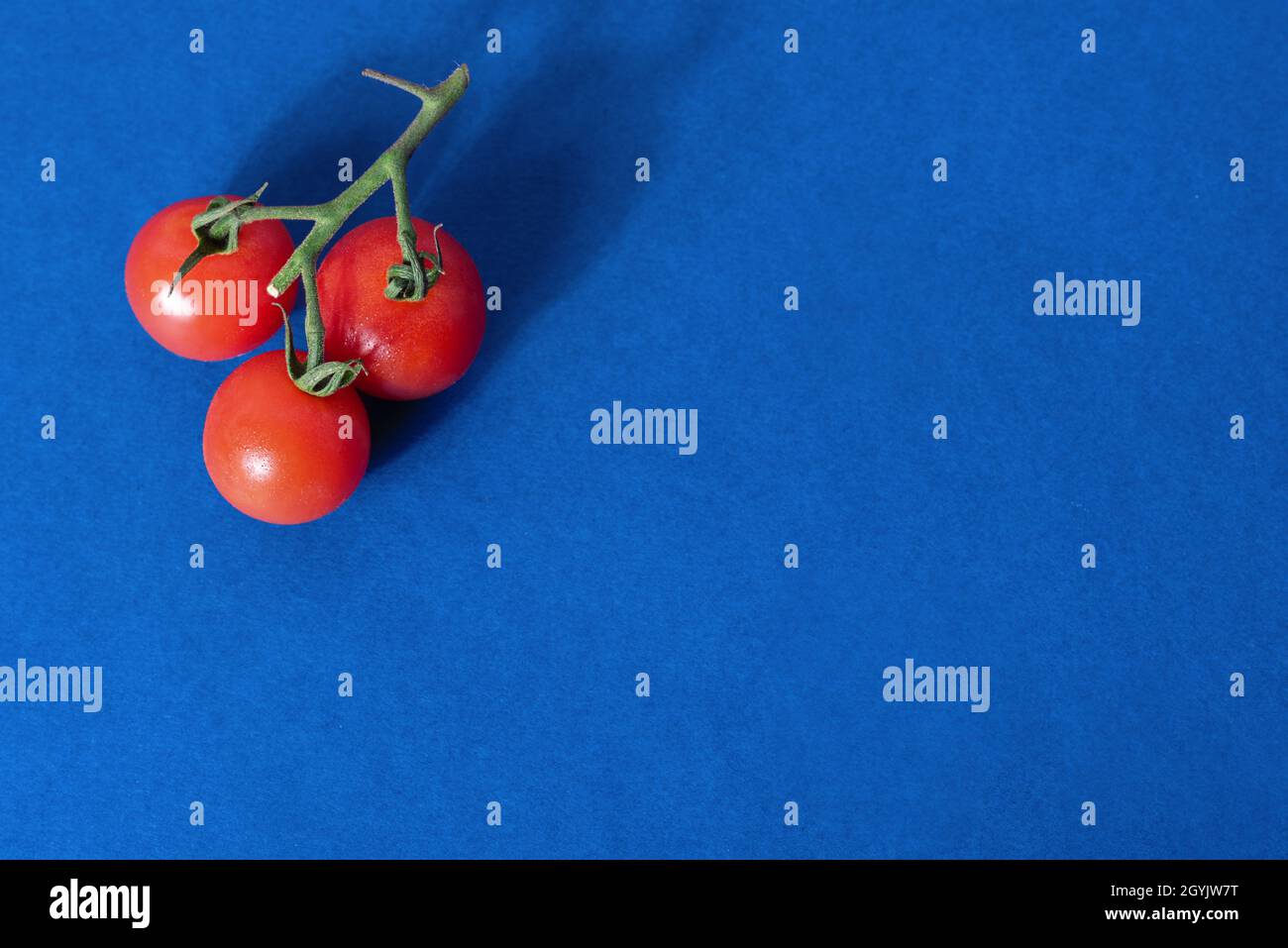 Tomates sur une branche verte sur fond bleu Banque D'Images