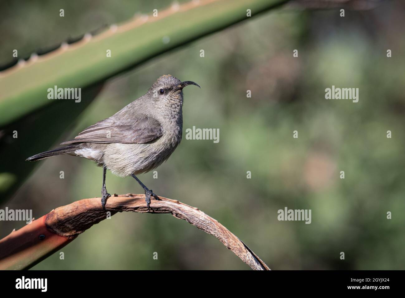 Grand Sunbird à double col féminin, Grahamstown/Makhanda, province du Cap-est, Afrique du Sud, 30 août 2019. Banque D'Images