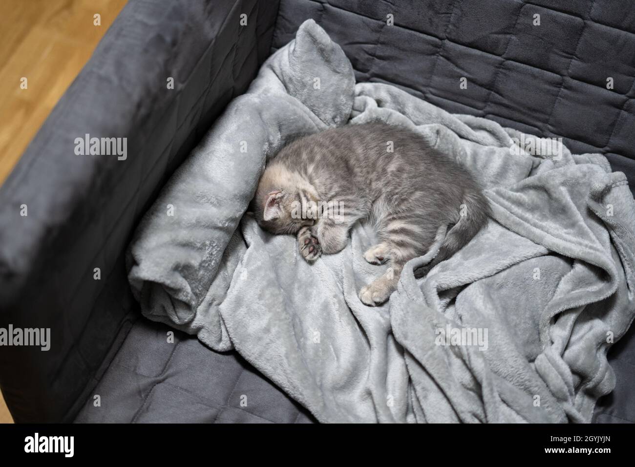 Chat Endormi Reve Parfait L Enfant Animal S Est Endormi Beau Petit Chat Gris Tabby De Scottish Straight Breed Dort Doucement Sur Une Couverture Au Hom Photo Stock Alamy Chat Endormi Reve Parfait L Enfant Animal S Est Endormi Beau Petit Chat Gris Tabby De Scottish Straight Breed Dort Doucement Sur Une Couverture Au Hom Photo Stock Alamy
