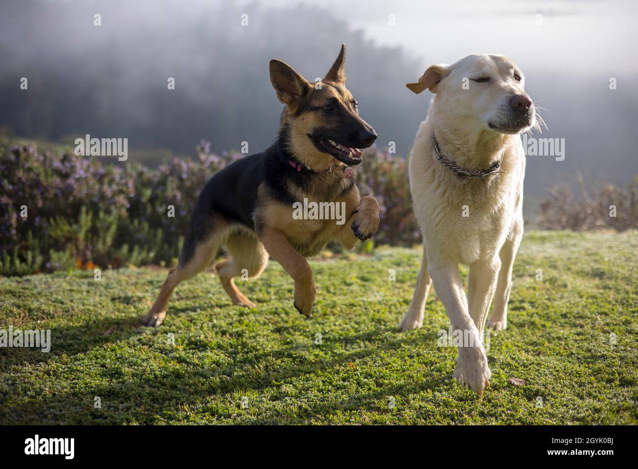 Labrador et Berger allemand jouant ensemble Banque D'Images