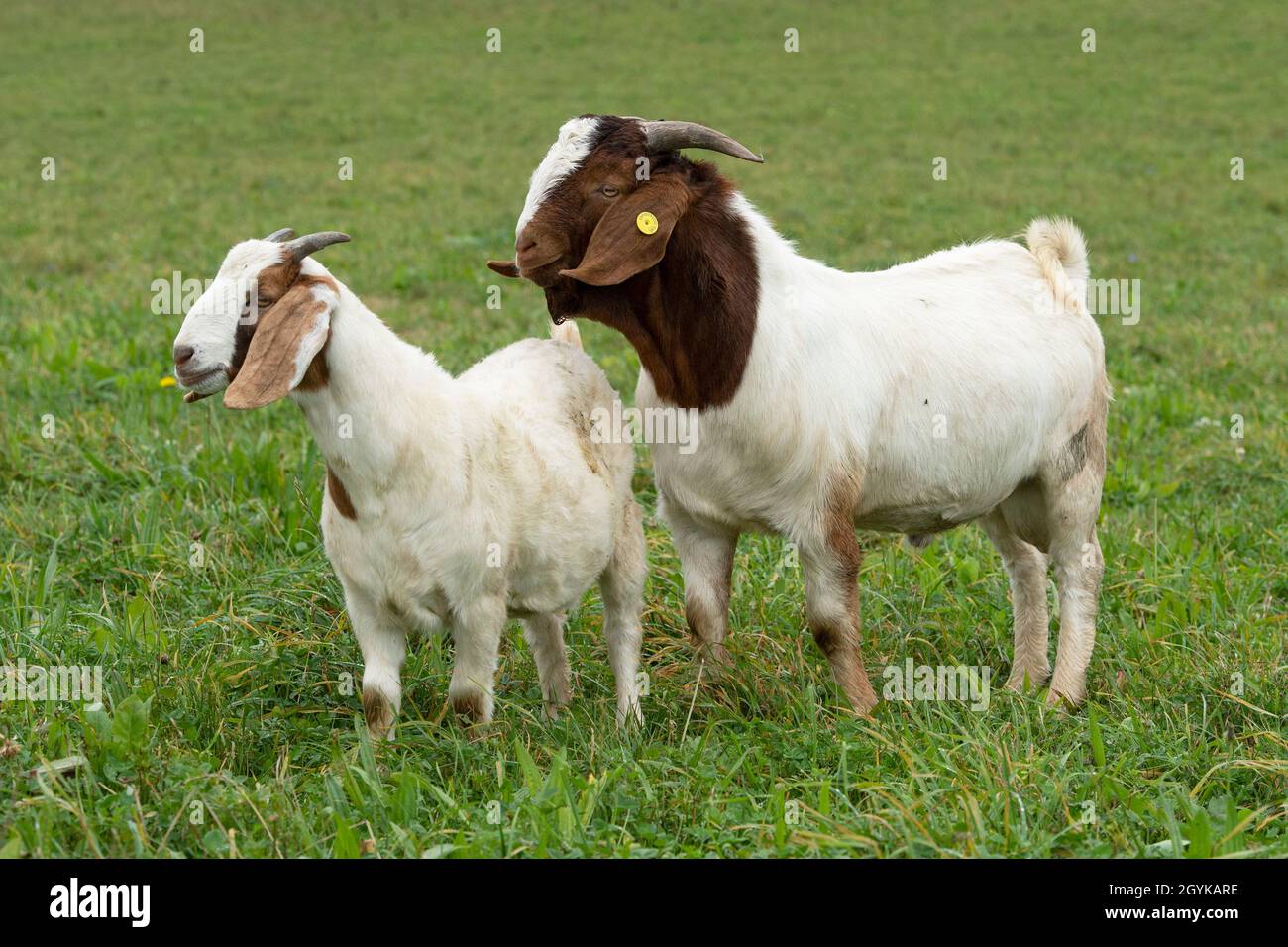 Garçons Boer Goat enfants Banque D'Images