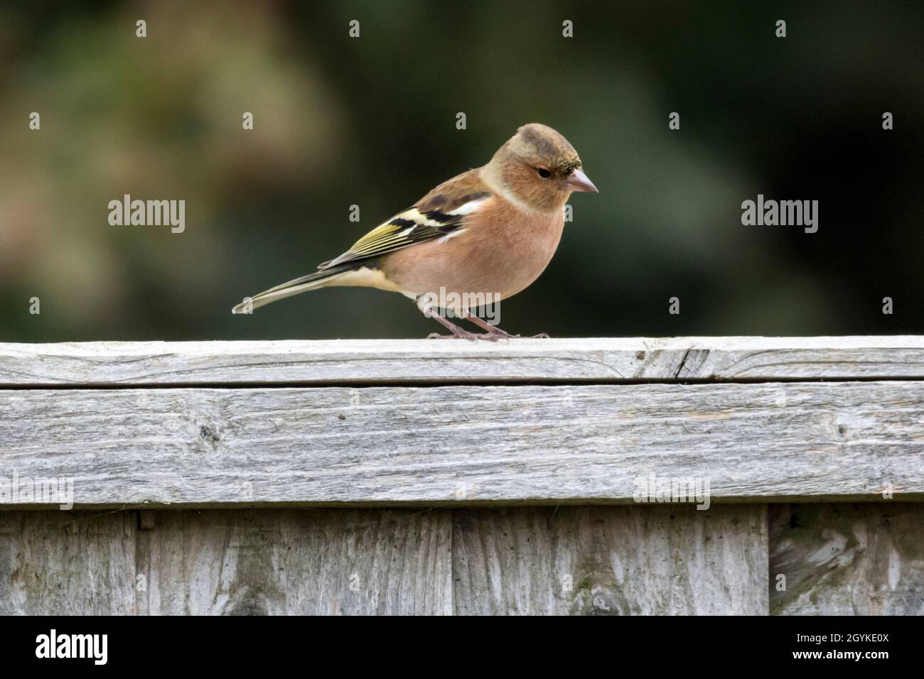 Vue latérale du chaffinch mâle, Fringilla coelebs, en automne plumage. Banque D'Images