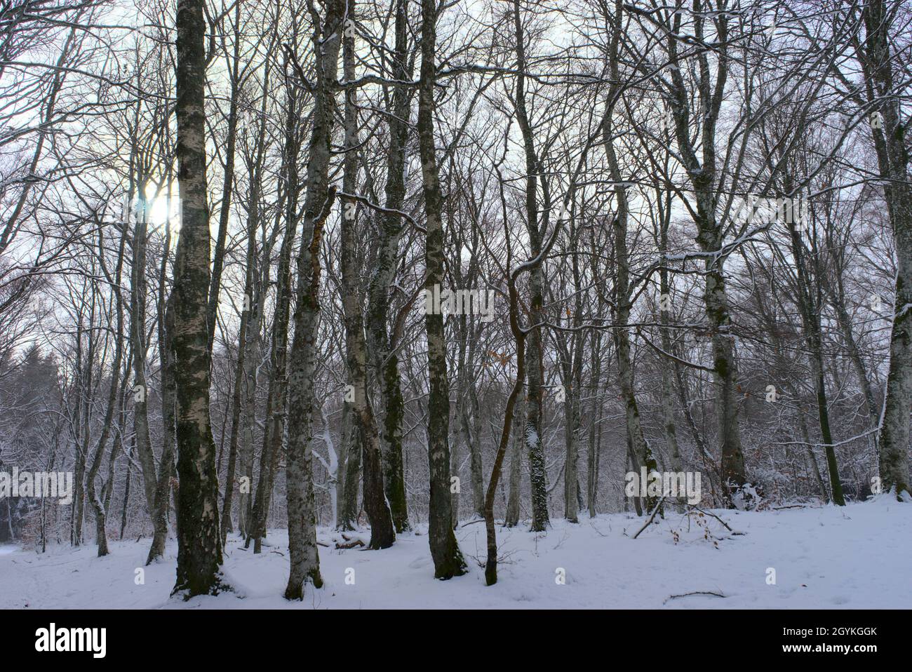 Forêt, paysage hivernal enneigé en Auvergne, Puy-de-Dome Banque D'Images
