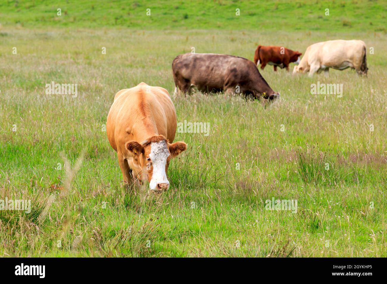 Vache Simmental qui broutage dans un pré écossais Banque D'Images