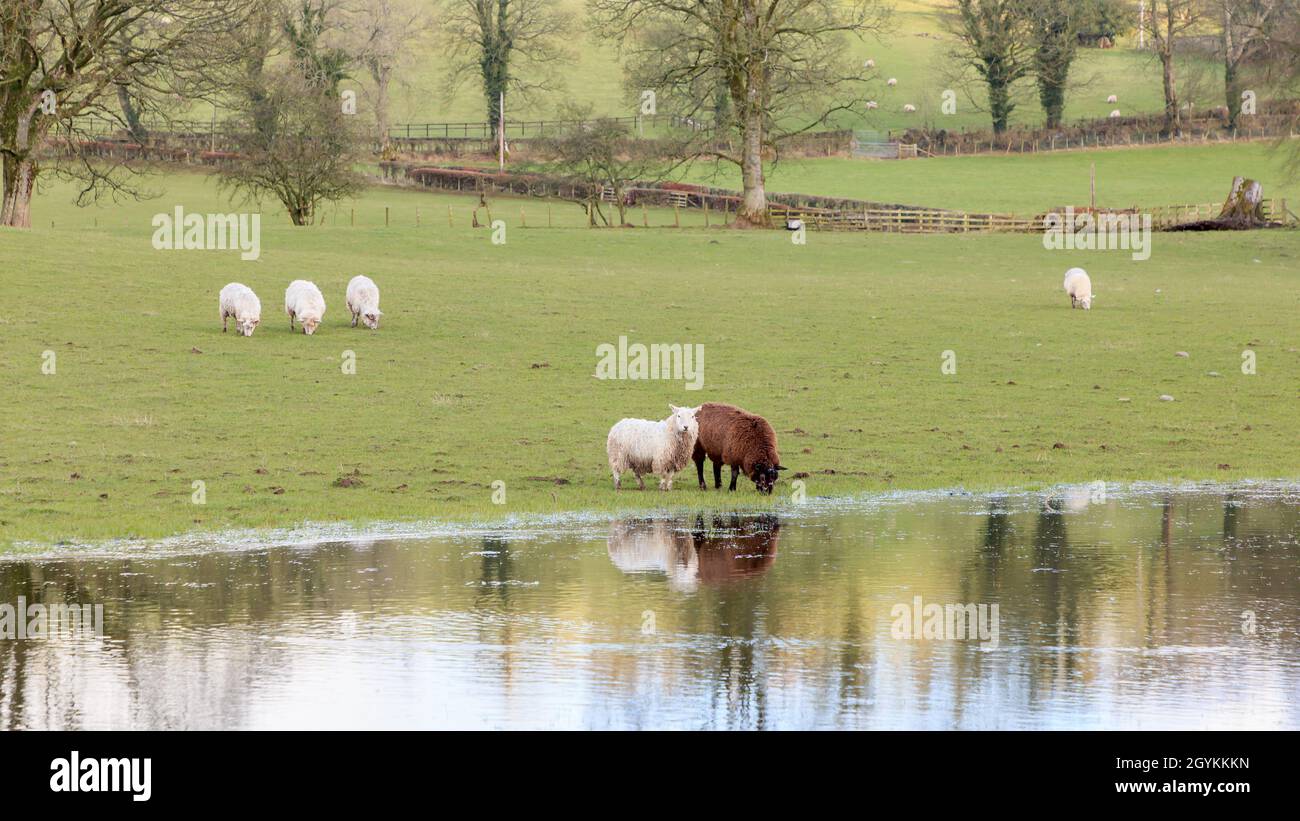 Moutons broutant dans un pré écossais partiellement inondé Banque D'Images