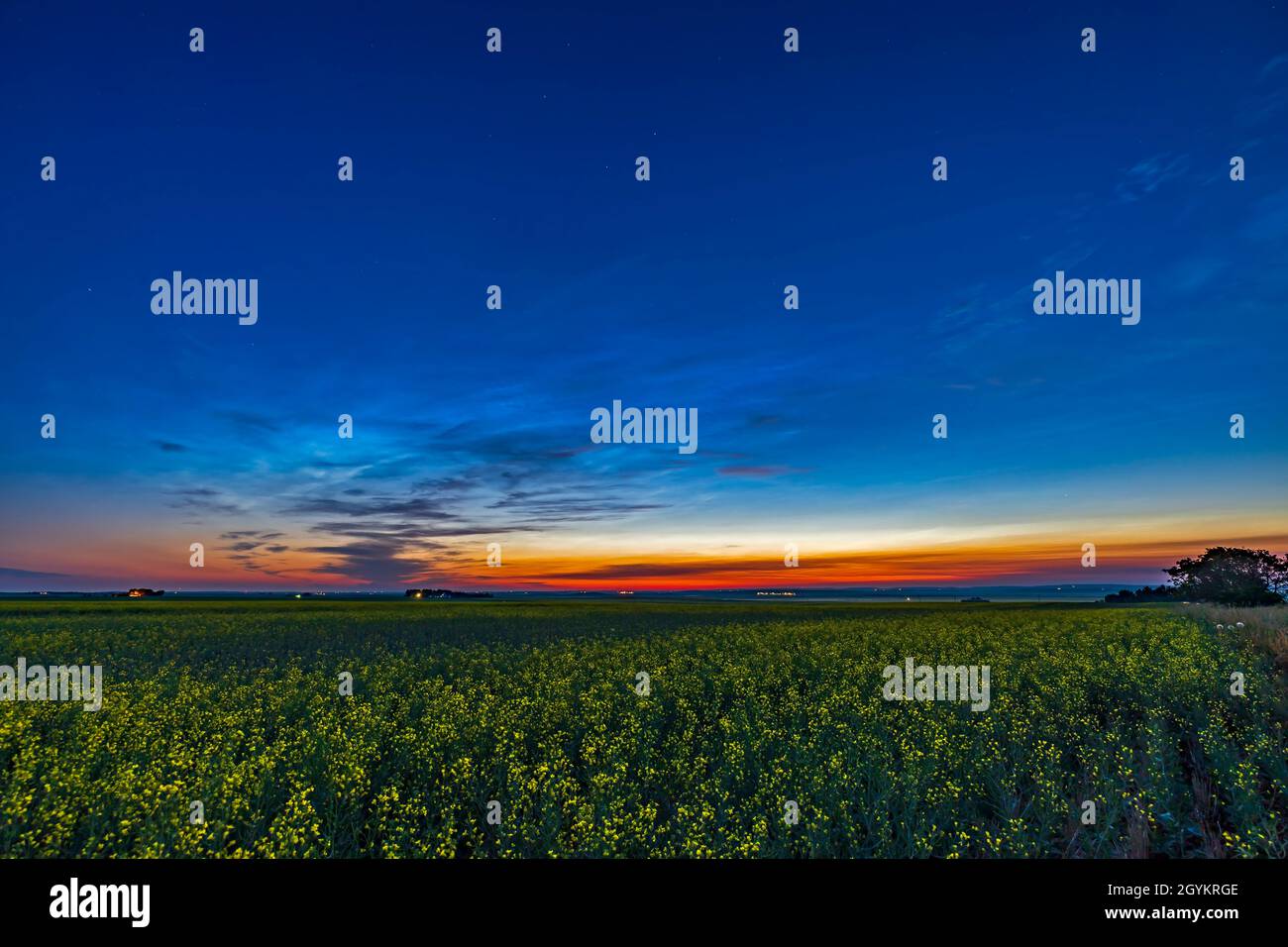 Mélange de nuages nocturnes et de nuages troposphériques au crépuscule sur un champ de canola mûr, 8 juillet 2021.Il s'agit d'une exposition unique avec le C. Banque D'Images