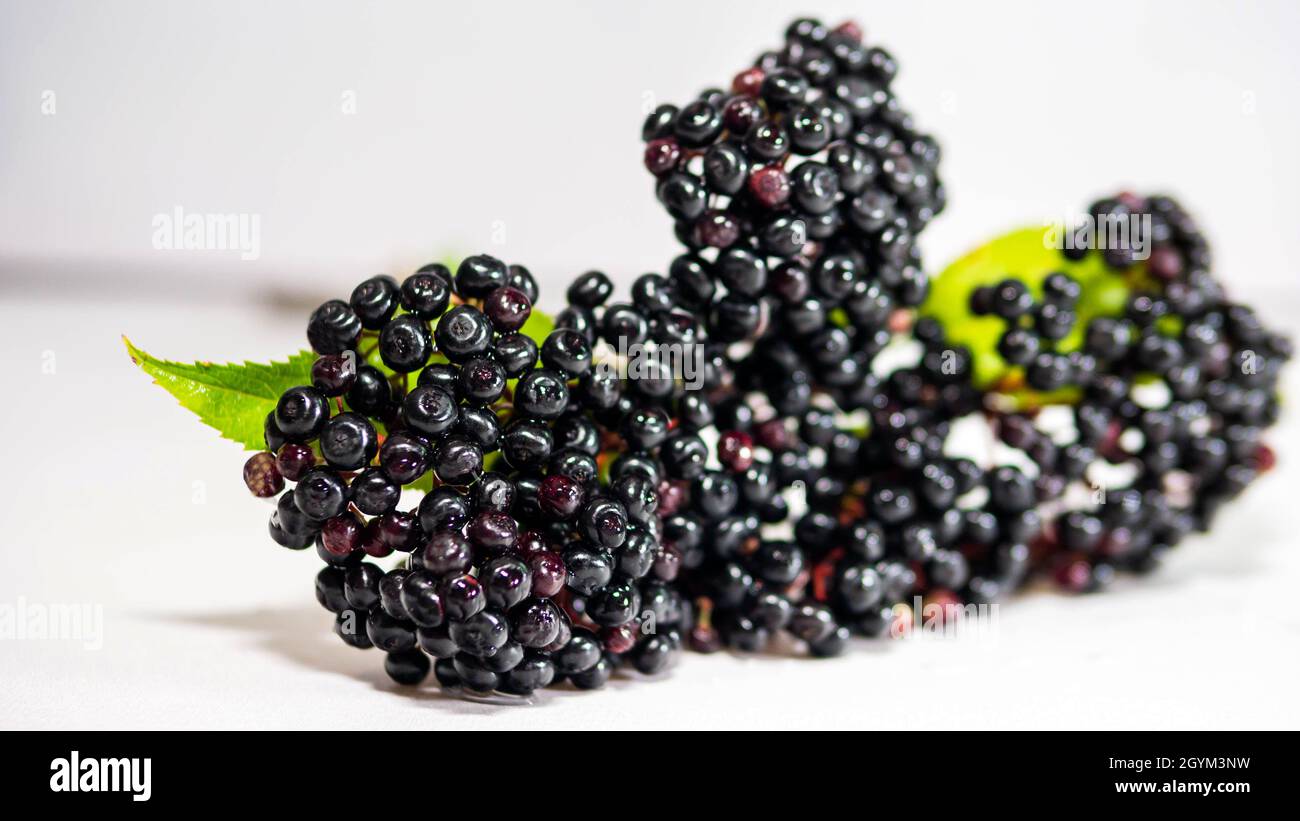 Brousse de baies noires sur fond blanc. Banque D'Images