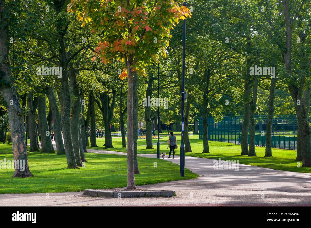 Parc Victoria Widnes.Marcheur pour chiens sur un chemin bordé d'arbres. Banque D'Images