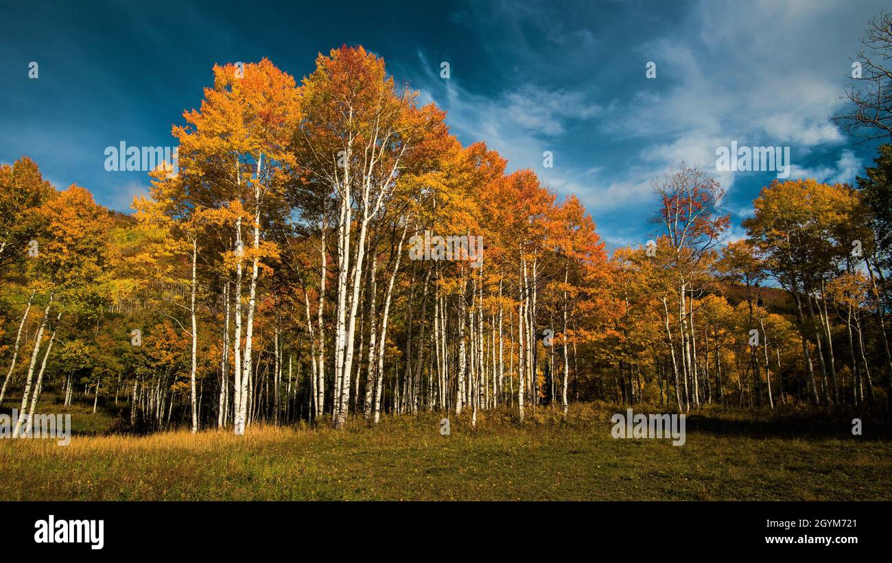 Les feuilles de peuplier faux-tremble jaune et or et les troncs blancs contrastent avec un ciel bleu et des nuages blancs. Banque D'Images