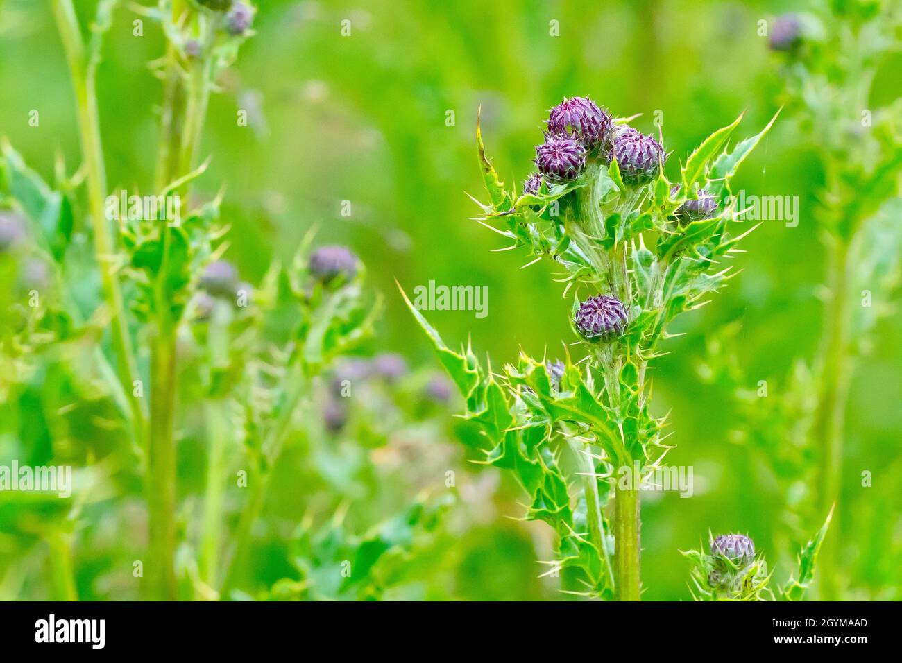 Thhistle rampant (cirsium arvense), gros plan se concentrant sur une seule plante parmi beaucoup montrant les boutons de fleurs non ouverts et les feuilles piqueuses. Banque D'Images