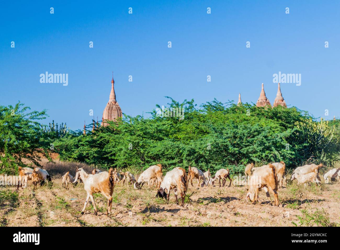 Pâturage des chèvres et des pagodes à Bagan, au Myanmar Banque D'Images