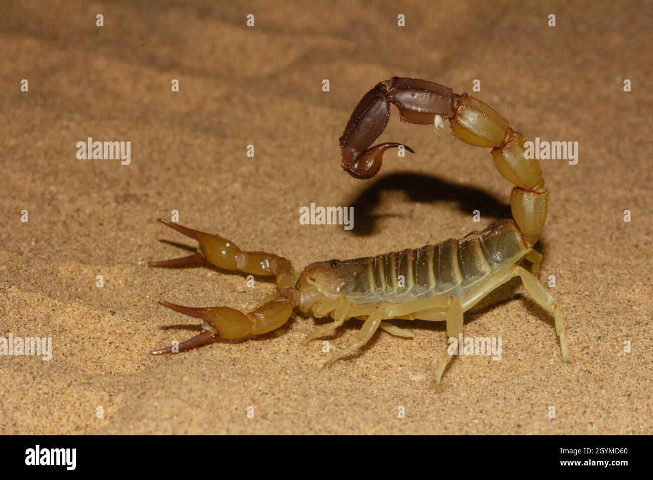 Androctonus sp., Scorpion, scorpion mortel, dune de sable, Jaisalmer,Parc national du désert, Rajasthan, Inde Banque D'Images