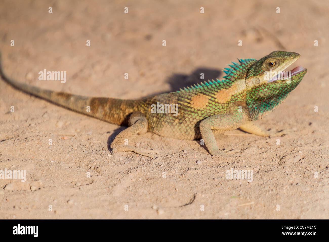 Lizard de la forêt indo-chinoise (Calotes mystaceus) à Bagan, au Myanmar Banque D'Images