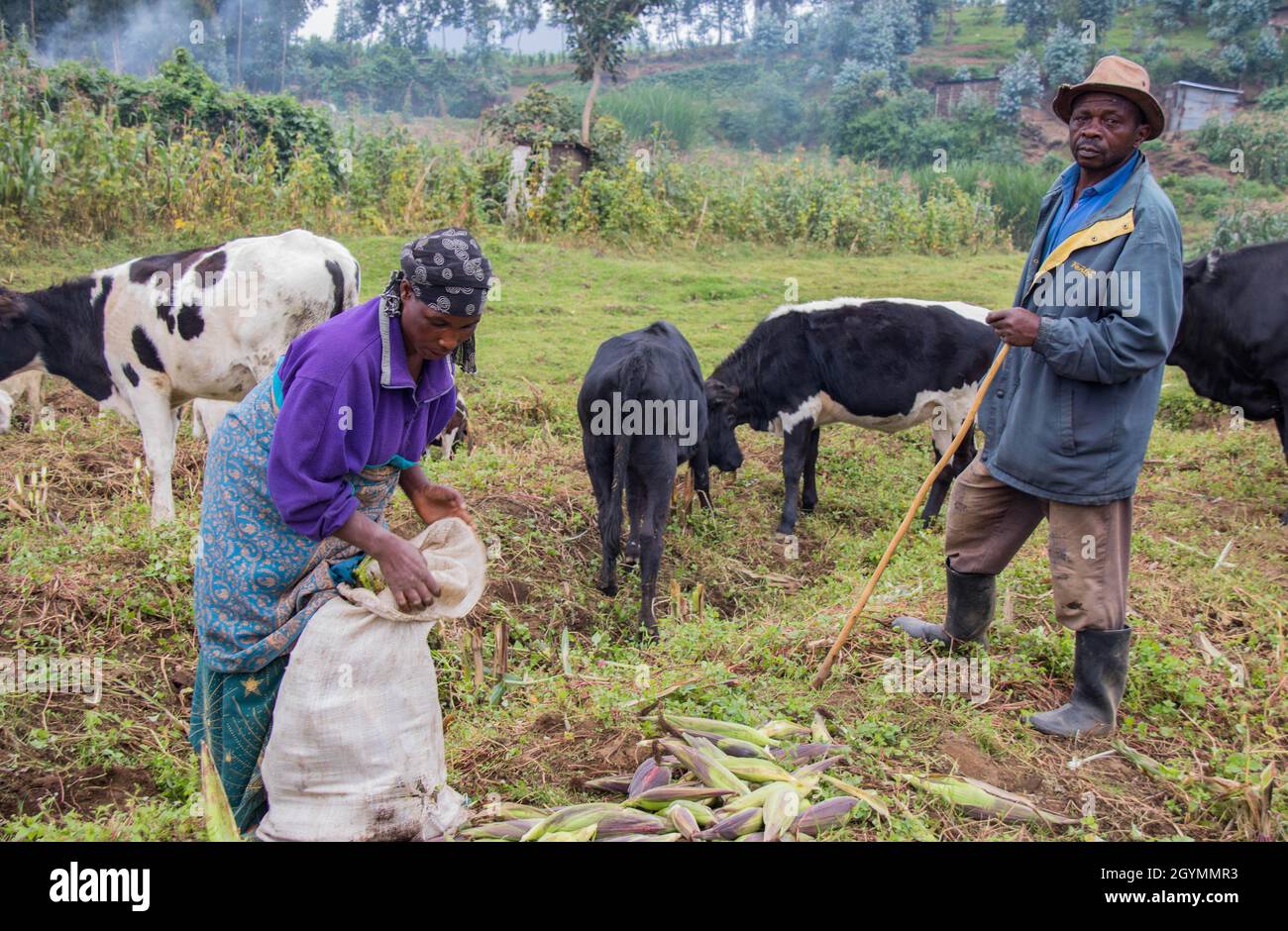 Les agriculteurs qui travaillent pendant que les vaches contemplez une ferme.Rwanda. Banque D'Images