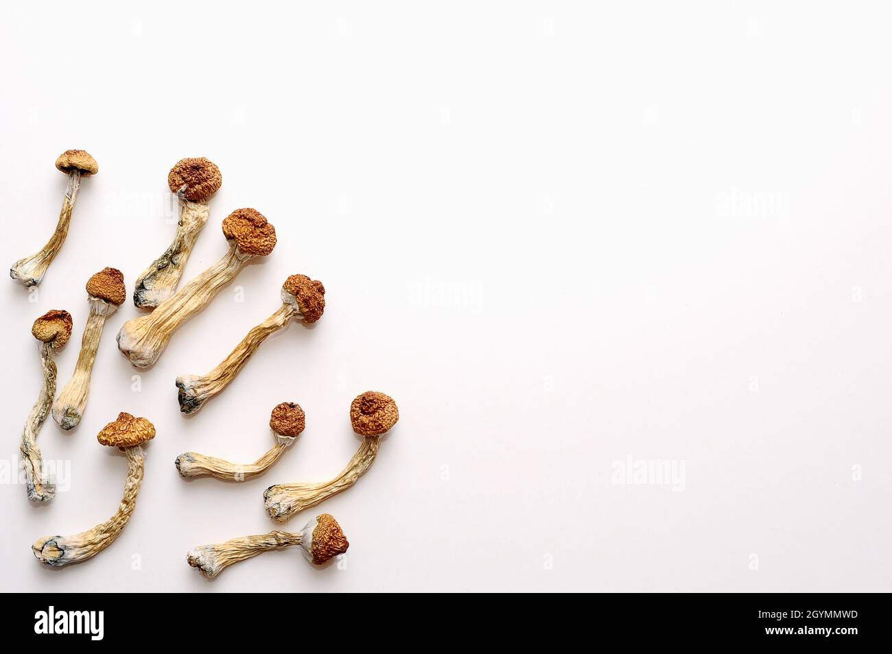 Concept de microdosage. Sécher les champignons psilocybine sur fond blanc. Psychédélique, hallucinant, champignon magique. Usage médical. Banque D'Images