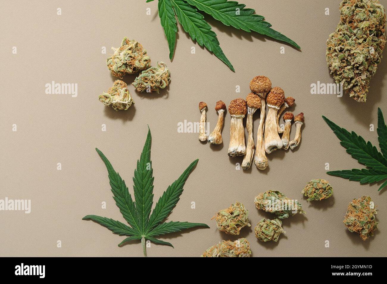 Voyage psychédélique, loisirs dans le quartier des affaires. Concept de micro-dosage. Champignons psilocybe séchés, bourgeons de cannabis, feuilles de marijuana sur fond ivoire. Banque D'Images