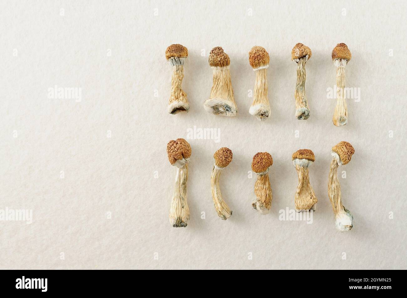 Plan journal de microdosage. Psilocybine séchée enseignant d'or, motif sur fond blanc. Psilocybe Cubensis, vue de dessus, fl Banque D'Images