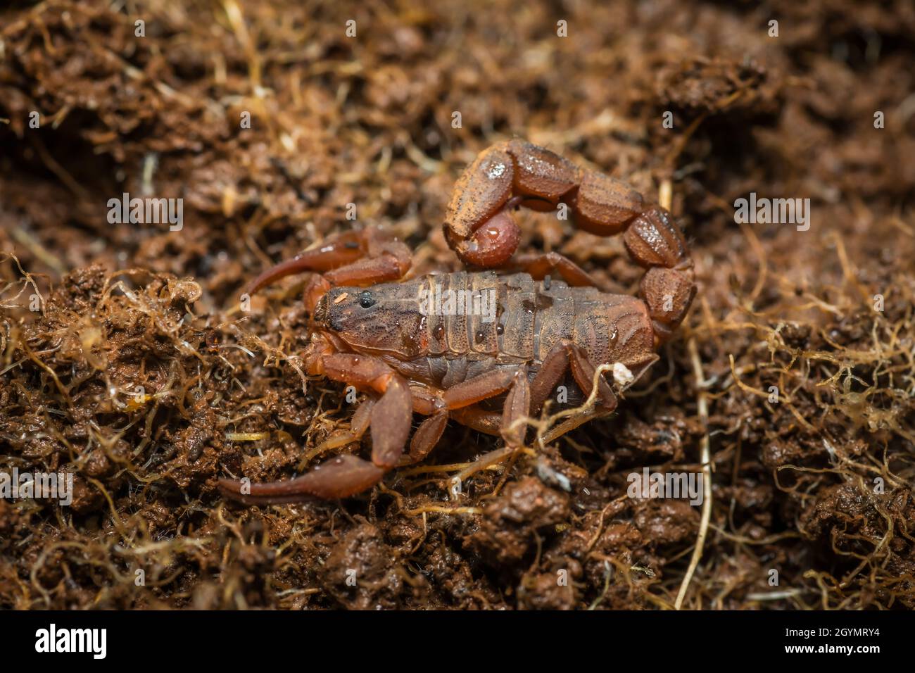 Hottentotta rugiscutus, Satara, Maharashtra, Inde Banque D'Images