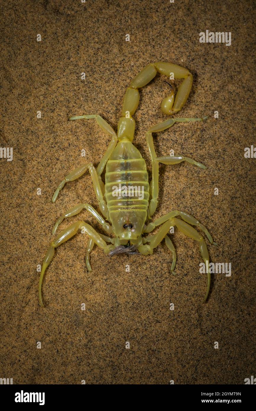 Scorpion, espèce Buthacus, Parc national du désert, Rajasthan, Inde Banque D'Images