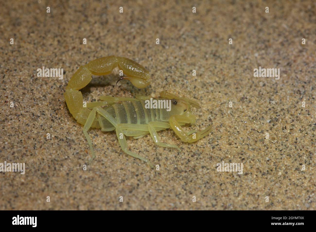 Scorpion bicolore, espèces Orthochirus, Jaisalmer, Rajasthan, Inde Banque D'Images