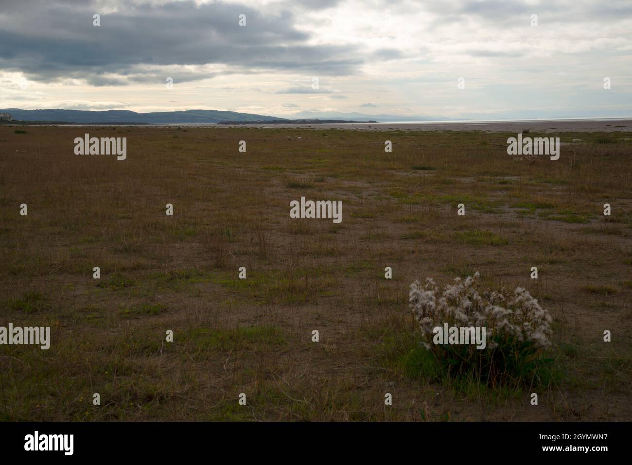 Espèce d'herbe envahissante Spartina anglica sur la plage de Hoylake Banque D'Images