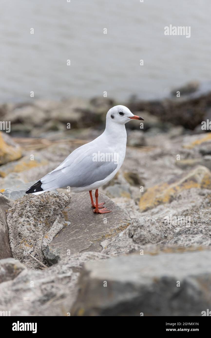 Mouette en mer du Nord Banque D'Images